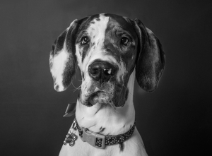 Fundraising Page: Zelda Bostwick